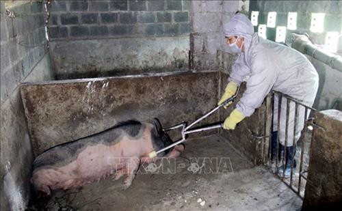 Lực lượng chức năng thu gom số lợn ốm đem tiêu hủy. Ảnh: Thế Duyệt - TTXVN Lực lượng chức năng thu gom số lợn ốm đem tiêu hủy. Ảnh: Thế Duyệt - TTXVN