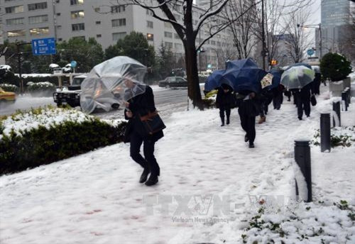 Tuyết rơi nhiều gây khó khăn cho việc đi lại ở thủ đô Tokyo. AFP/TTXVN
