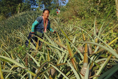 Người dân xã Na Sang, huyện Mường Chà thu hoạch dứa. Người dân xã Na Sang, huyện Mường Chà thu hoạch dứa.