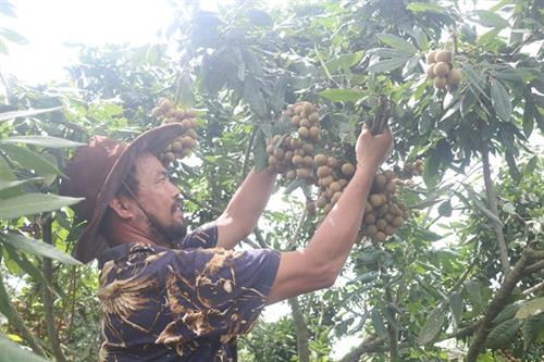 Ông Chiến thu hoạch thành quả ngọt ngào sau 3 năm lao động hăng say. Ảnh: nongnghiep.vn Ông Chiến thu hoạch thành quả ngọt ngào sau 3 năm lao động hăng say. Ảnh: nongnghiep.vn