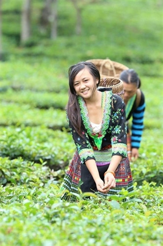 Thiếu nữ Mông ở xã Suối Bu thu hoạch chè.