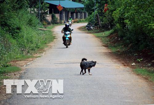 Ảnh minh họa: Người dân vẫn thả rông chó. Ảnh: Diệp Anh - TTXVN Ảnh minh họa: Người dân vẫn thả rông chó. Ảnh: Diệp Anh - TTXVN