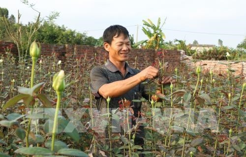 Anh Thỉnh chăm sóc vườn hồng lai tầm xuân. Ảnh: Minh Thu- TTXVN Anh Thỉnh chăm sóc vườn hồng lai tầm xuân. Ảnh: Minh Thu- TTXVN