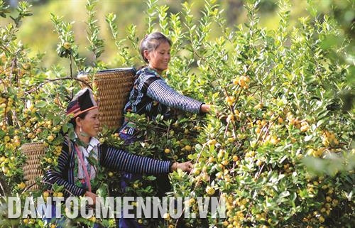 Vụ sơn tra năm 2019, gia đình chị Vàng Thị Xuân, người dân tộc Mông ở bản Nậm Lộng, xã Hang Chú, huyện Bắc Yên (Sơn La) có 5 ha sơn tra cho thu hoạch, sản lượng đạt 12 tấn, thu lãi hơn 110 triệu đồng. Ảnh: Quang Quyết Vụ sơn tra năm 2019, gia đình chị Vàng Thị Xuân, người dân tộc Mông ở bản Nậm Lộng, xã Hang Chú, huyện Bắc Yên (Sơn La) có 5 ha sơn tra cho thu hoạch, sản lượng đạt 12 tấn, thu lãi hơn 110 triệu đồng. Ảnh: Quang Quyết