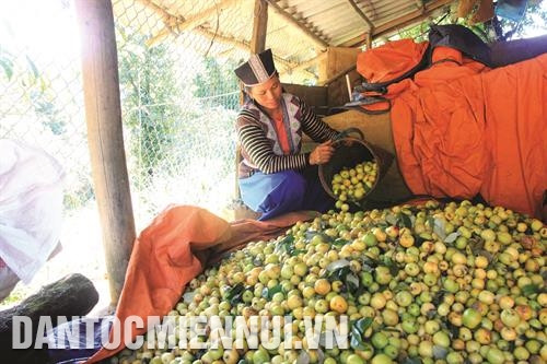 Thu hoạch sơn tra của một hộ gia đình ở bản Nậm Lộng, xã Hang Chú, huyện Bắc Yên. Ảnh: Quang Quyết