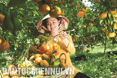 Nhờ màu sắc đẹp, quả căng tròn, vị ngọt thanh...,quýt hồng Lai Vung đã giúp nhiều hộ nông dân ở huyện Lai Vung thoát nghèo và vươn lên làm giàu. Ảnh: Văn Trí Nhờ màu sắc đẹp, quả căng tròn, vị ngọt thanh...,quýt hồng Lai Vung đã giúp nhiều hộ nông dân ở huyện Lai Vung thoát nghèo và vươn lên làm giàu. Ảnh: Văn Trí