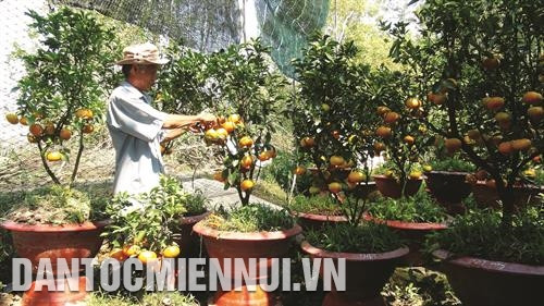 Ông Lưu Văn Ràng ở ấp Hòa Khánh, xã Vĩnh Thới trồng quýt hồng trong chậu (quýt kiểng) phục vụ nhu cầu chơi quýt ngày Tế. Ảnh: Văn Trí Ông Lưu Văn Ràng ở ấp Hòa Khánh, xã Vĩnh Thới trồng quýt hồng trong chậu (quýt kiểng) phục vụ nhu cầu chơi quýt ngày Tế. Ảnh: Văn Trí