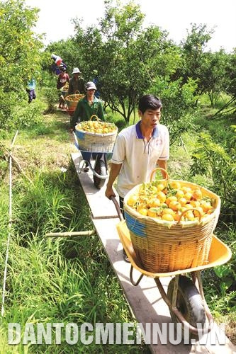 Hộ gia đình anh Huỳnh Thái Bình ở xã Tân Phước, huyện Lai Vung thu hoạch quýt hồng phục vụ Tết Nguyên đán. Ảnh: Văn Trí Hộ gia đình anh Huỳnh Thái Bình ở xã Tân Phước, huyện Lai Vung thu hoạch quýt hồng phục vụ Tết Nguyên đán. Ảnh: Văn Trí