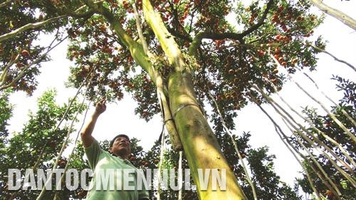 Cây quýt hồng to nhất vùng cho hơn 500 kg quả/vụ của hộ gia đình anh Lưu Văn Tín ở ấp Long Hưng 1, xã Long Hậu, huyện Lai Vung. Ảnh: Văn Trí Cây quýt hồng to nhất vùng cho hơn 500 kg quả/vụ của hộ gia đình anh Lưu Văn Tín ở ấp Long Hưng 1, xã Long Hậu, huyện Lai Vung. Ảnh: Văn Trí