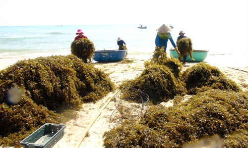Người dân tập kết lượng rong mơ khai thác được vào bờ biển để phơi khô. Ảnh: Phước Ngọc - TTXVN Người dân tập kết lượng rong mơ khai thác được vào bờ biển để phơi khô. Ảnh: Phước Ngọc - TTXVN