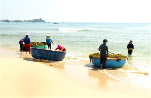 Người dân vận chuyển rong mơ vào bờ. Ảnh: Phước Ngọc - TTXVN Người dân vận chuyển rong mơ vào bờ. Ảnh: Phước Ngọc - TTXVN