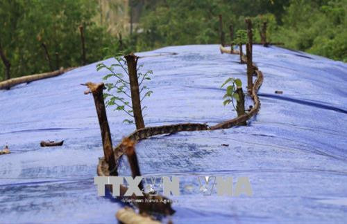 Chính quyền địa phương đã dùng bạt phủ lên để ngăn nước mưa ngấm vào hàng ngàn m3 đất đá của bức tường chắn đá lăn. Ảnh: Xuân Tiến-TTXVN Chính quyền địa phương đã dùng bạt phủ lên để ngăn nước mưa ngấm vào hàng ngàn m3 đất đá của bức tường chắn đá lăn. Ảnh: Xuân Tiến-TTXVN