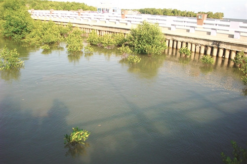 Nhờ những tuyến đê, kè chắn sóng, rừng và bãi bồi lại bắt đầu lấn biển