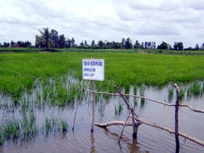 Mô hình luân canh tôm - lúa tại xã Phú Tân, huyện Tân Phú Đông. Ảnh: tiengiang.gov.vn Mô hình luân canh tôm - lúa tại xã Phú Tân, huyện Tân Phú Đông. Ảnh: tiengiang.gov.vn