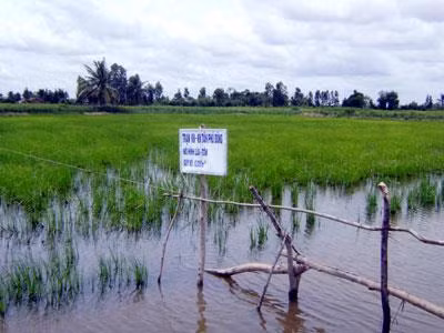 Mô hình luân canh tôm - lúa tại xã Phú Tân, huyện Tân Phú Đông. Ảnh: tiengiang.gov.vn