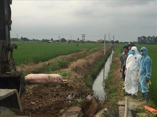 Tiến hành tiêu hủy lợn bệnh. Ảnh: TTXVN Tiến hành tiêu hủy lợn bệnh. Ảnh: TTXVN