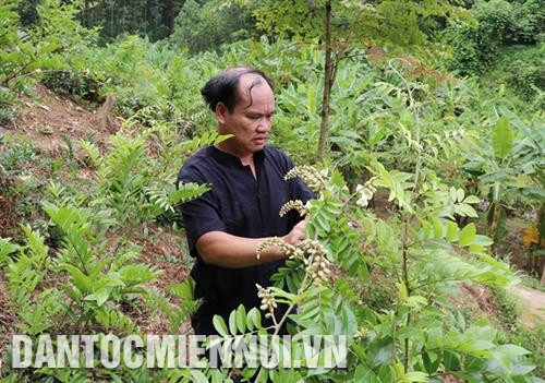 Ông Hà Quốc Vượng kiểm tra sâu bệnh vườn quýt sắp cho thu hoạch. Ảnh: Hoàng Nguyên Ông Hà Quốc Vượng kiểm tra sâu bệnh vườn quýt sắp cho thu hoạch. Ảnh: Hoàng Nguyên