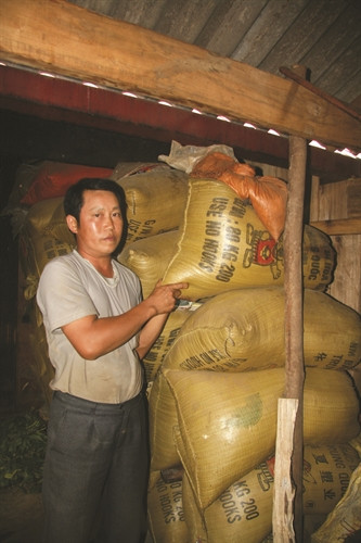 Lúa, ngô và thảo quả đã đem lại thu nhập gần 100 triệu đồng/năm cho gia đình trưởng bản Chang A Kỷ