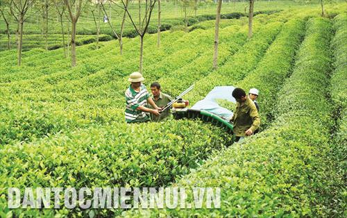 Nhờ đẩy mạnh việc cơ giới hóa trong sản xuất, năng suất chè ở Tuyên Quang đã tăng lên đáng kể Nhờ đẩy mạnh việc cơ giới hóa trong sản xuất, năng suất chè ở Tuyên Quang đã tăng lên đáng kể