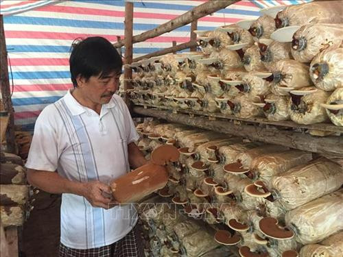 Mô hình trồng nấm của gia đình ông Nguyễn Thanh Sơn, thôn Sông Xoài 3, xã Láng Lớn, huyện Châu Đức, tỉnh Bà Rịa-Vũng Tàu. Ảnh: Hoàng Nhị - TTXVN Mô hình trồng nấm của gia đình ông Nguyễn Thanh Sơn, thôn Sông Xoài 3, xã Láng Lớn, huyện Châu Đức, tỉnh Bà Rịa-Vũng Tàu. Ảnh: Hoàng Nhị - TTXVN