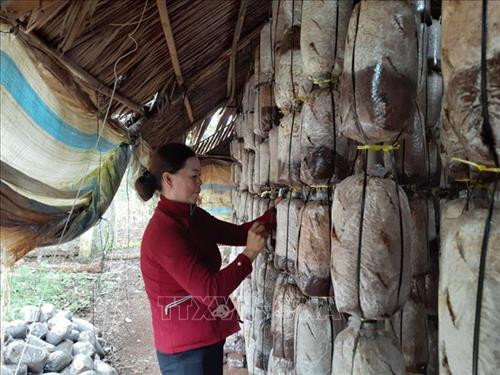 Trang trại trồng nấm của gia đình chị Vũ Thị Hoàng Yến, ấp Liên Hiệp 1, xã Xà Bang, huyện Châu Đức, tỉnh Bà Rịa-Vũng Tàu. Ảnh: Hoàng Nhị - TTXVN Trang trại trồng nấm của gia đình chị Vũ Thị Hoàng Yến, ấp Liên Hiệp 1, xã Xà Bang, huyện Châu Đức, tỉnh Bà Rịa-Vũng Tàu. Ảnh: Hoàng Nhị - TTXVN