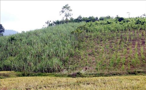 Nhiều diện tích trồng mía bị người dân phế canh để trồng rừng. Ảnh: Quang Cường - TTXVN Nhiều diện tích trồng mía bị người dân phế canh để trồng rừng. Ảnh: Quang Cường - TTXVN