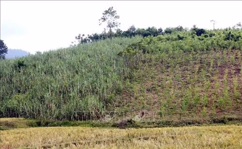 Nhiều diện tích trồng mía bị người dân phế canh để trồng rừng. Ảnh: Quang Cường - TTXVN Nhiều diện tích trồng mía bị người dân phế canh để trồng rừng. Ảnh: Quang Cường - TTXVN