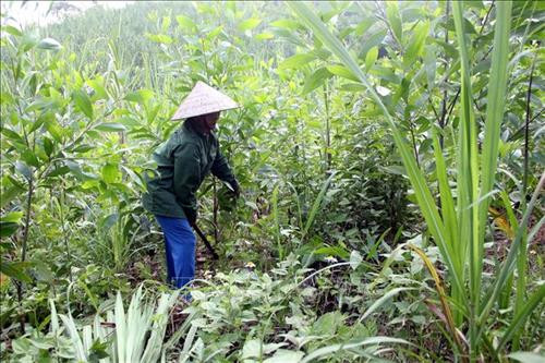 Nhiều diện tích trồng mía bị người dân phế canh để trồng rừng. Ảnh: Quang Cường - TTXVN Nhiều diện tích trồng mía bị người dân phế canh để trồng rừng. Ảnh: Quang Cường - TTXVN