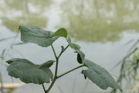 Chết thèm với lá duối dây ảnh 3