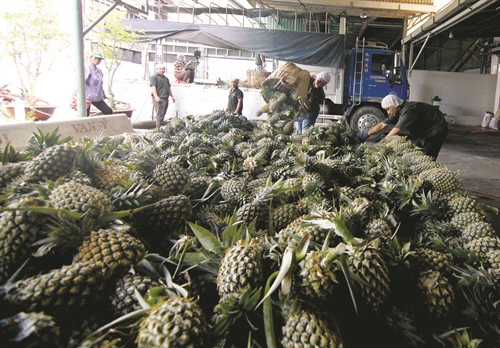 Dứa là loại quả đã và đang giúp người nông dân ở vùng Tứ giác Long Xuyên làm giàu Dứa là loại quả đã và đang giúp người nông dân ở vùng Tứ giác Long Xuyên làm giàu