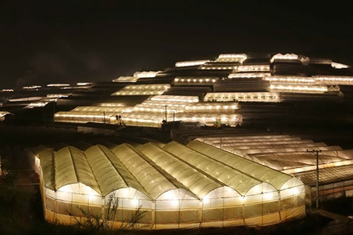 Lung linh ánh đèn nông nghiệp trong đô thị Đà Lạt