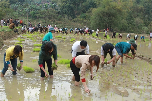 Các TTT huyện Mèo Vạc tham gia cấy lúa cùng bà con trong Lễ hội xuống đồng ở xã Nậm Ban. Các TTT huyện Mèo Vạc tham gia cấy lúa cùng bà con trong Lễ hội xuống đồng ở xã Nậm Ban.