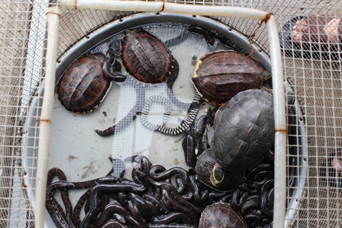 Rùa, rắn cũng được bày bán công khai. Rùa, rắn cũng được bày bán công khai.