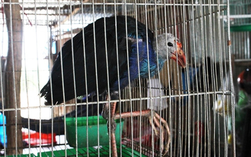 Trích cồ được chào bán với giá từ 800 nghìn đến 1 triệu đồng/con Trích cồ được chào bán với giá từ 800 nghìn đến 1 triệu đồng/con