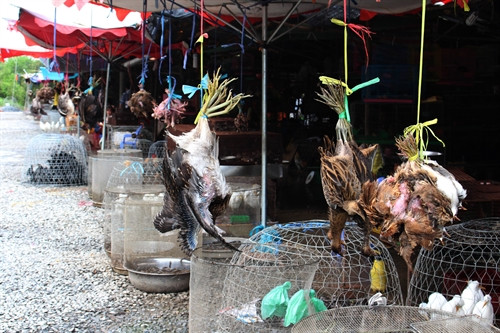 Tiềm ẩn nguy cơ dịch bệnh từ chợ chim như thế này Tiềm ẩn nguy cơ dịch bệnh từ chợ chim như thế này