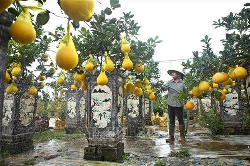 Quất, bưởi Văn Giang sẵn sàng cho Tết Nguyên đán Canh Tý 2020 ảnh 4 Quất, bưởi Văn Giang sẵn sàng cho Tết Nguyên đán Canh Tý 2020 ảnh 4