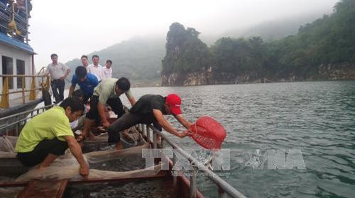 Thả cá bổ sung nguồn lợi thủy sản khu vực xã Thái Thịnh, thành phố Hòa Bình (Hòa Bình). Ảnh: Vũ Hà-TTXVN Thả cá bổ sung nguồn lợi thủy sản khu vực xã Thái Thịnh, thành phố Hòa Bình (Hòa Bình). Ảnh: Vũ Hà-TTXVN