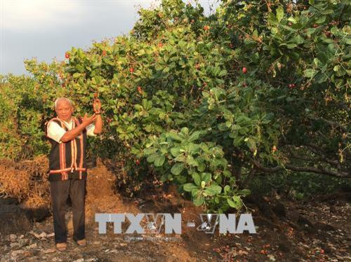 Già làng Rơ Chăm Glúch trong vườn điều của gia đình. Ảnh: Hồng Điệp - TTXVN. Già làng Rơ Chăm Glúch trong vườn điều của gia đình. Ảnh: Hồng Điệp - TTXVN.