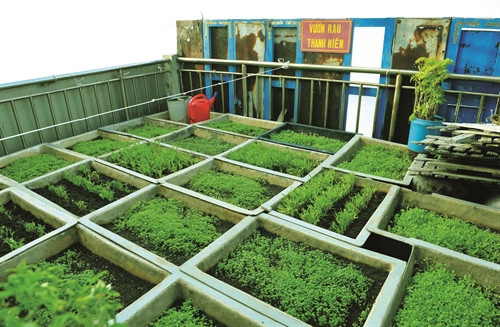 Vườn rau xanh trên đảo Đá Thị Vườn rau xanh trên đảo Đá Thị