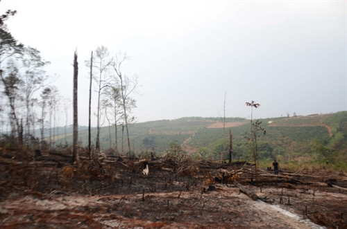 Nhiều cánh rừng trù phú nay chỉ trở nên xơ xác, hoang vu.