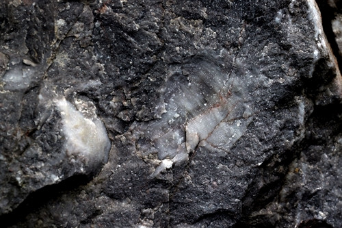 Dấu tích hóa thạch có niên đại lên tới 250 triệu năm