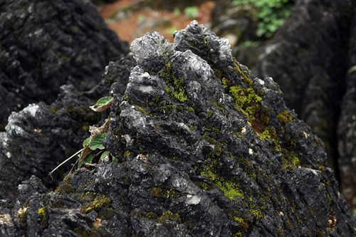 Sức sống vươn lên từ những mỏm đá khô cằn