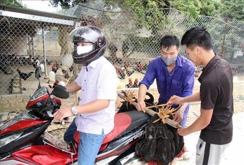 Trang trại của gia đình anh Thuần đã trở thành địa chỉ tin cậy bán gà sạch thương phẩm uy tín trên địa bàn huyện Than Uyên nói riêng và tỉnh Lai Châu nói chung được người dân đến mua tiêu dùng. Ảnh: Quý Trung – TTXVN Trang trại của gia đình anh Thuần đã trở thành địa chỉ tin cậy bán gà sạch thương phẩm uy tín trên địa bàn huyện Than Uyên nói riêng và tỉnh Lai Châu nói chung được người dân đến mua tiêu dùng. Ảnh: Quý Trung – TTXVN