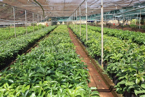 Giống cây trồng chất lượng cao được ươm tại Viện Khoa học Kỹ thuật Nông Lâm nghiệp Tây Nguyên. Giống cây trồng chất lượng cao được ươm tại Viện Khoa học Kỹ thuật Nông Lâm nghiệp Tây Nguyên.