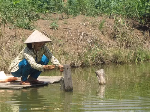 Rừng ngập mặn hạn chế nước biển xâm nhập giúp người dân yên tâm phát triển nuôi trồng thủy sản và sản xuất nông nghiệp. Ảnh: Ngọc Dung Rừng ngập mặn hạn chế nước biển xâm nhập giúp người dân yên tâm phát triển nuôi trồng thủy sản và sản xuất nông nghiệp. Ảnh: Ngọc Dung