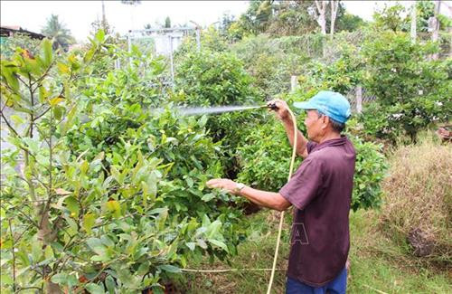 Ông Lê Văn Ky, Giám đốc HTX mai vàng Phú Hưng chăm sóc mai phục vụ Tết. Ảnh: Hồng Thái - TTXVN Ông Lê Văn Ky, Giám đốc HTX mai vàng Phú Hưng chăm sóc mai phục vụ Tết. Ảnh: Hồng Thái - TTXVN