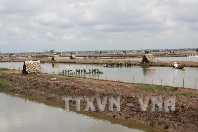 Khu nuôi tôm thâm canh của hợp tác xã Thắng Lợi, xã Mỹ Long Nam, huyện Cầu Ngang, tỉnh Trà Vinh. Ảnh: Huy Hoàng - TTXVN Khu nuôi tôm thâm canh của hợp tác xã Thắng Lợi, xã Mỹ Long Nam, huyện Cầu Ngang, tỉnh Trà Vinh. Ảnh: Huy Hoàng - TTXVN