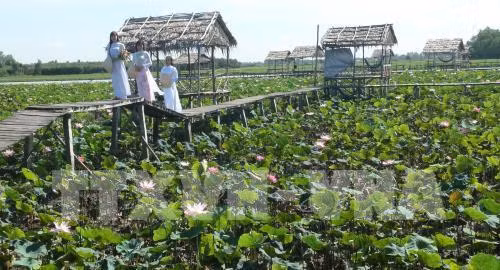 Khách du lịch tham quan và chụp ảnh tại khu du lịch sinh thái Đồng Sen, huyện Tháp Mười, tỉnh Đồng Tháp. Ảnh: Chương Đài - TTXVN