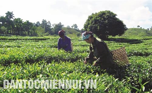 Nhờ trồng thanh long, gia đình chị Hoàng Thị Phong ở thôn Bòng, xã Tân Trào đã thoát nghèo và vươn lên làm giàu trên quê hương cách mạng. Ảnh: Phạm Yến Người dân ở thôn Vĩnh Tân, xã Tân Trào tập hợp cùng nhau thành lập Hợp tác xã sản xuất chè an toàn, xây dựng thương hiệu chè Vĩnh Tân. Ảnh: Phạm Yến