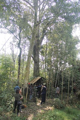 Buổi lễ được diễn ra dưới gốc cây cổ thụ. Buổi lễ được diễn ra dưới gốc cây cổ thụ.